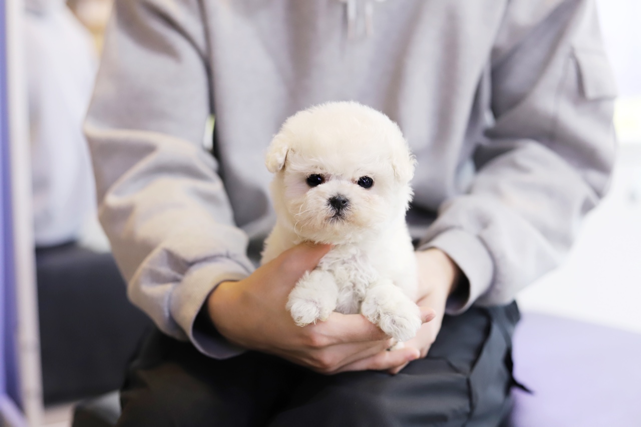 미니비숑 분양합니다